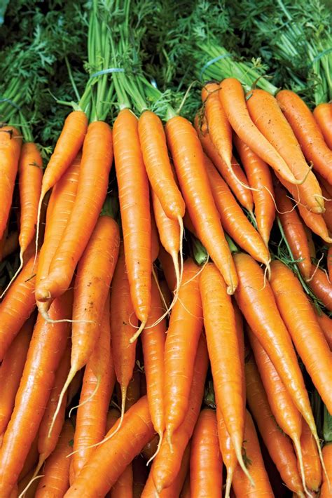 Carrot | Description, Domestication, & Cultivation | Britannica