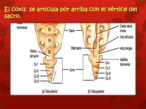 Como Se Escreve Coccix