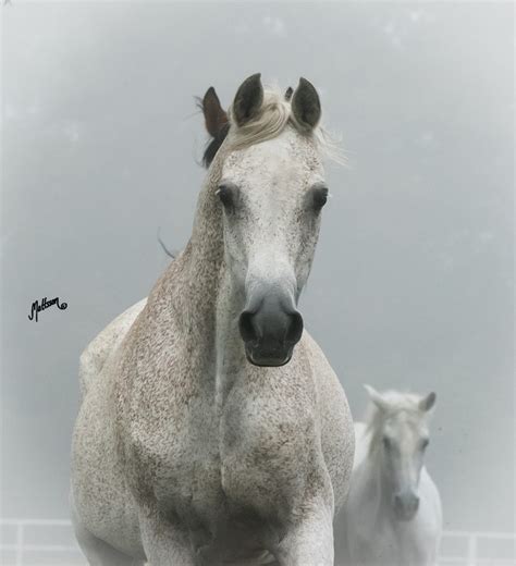 Gaskonia - The Arabian Magazine