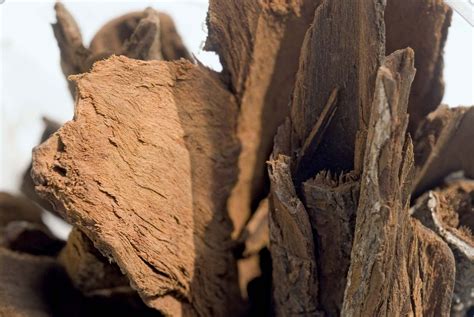 cinchona bark microscopy