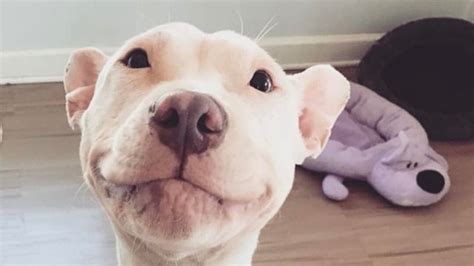 Patrick Stewart the dog : r/aww