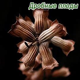Завязь: определение, типы. Что из завязи цветка образуется