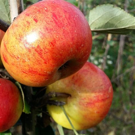 'Sunset' Apple Tree – Roots Plants