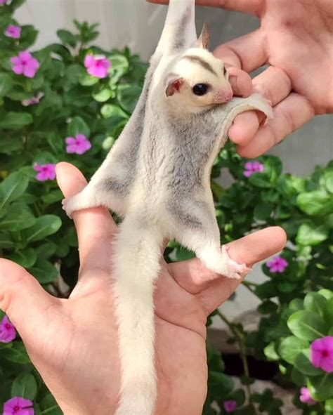 platinum sugar glider