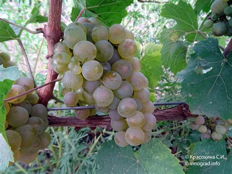 Рислинг (Riesling) - сорт винограда