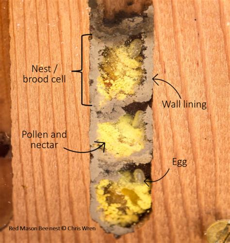 short guide  solitary bees natural history society  northumbria