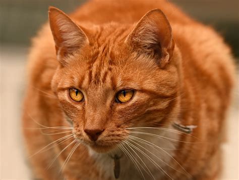 Породы Рыжих Котов С Фотографиями – Telegraph