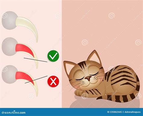 how to know where to cut cat's nails