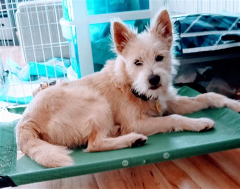 653 best Terrier Mix images on Pholder | Aww, Ratterriers and I Dmydog