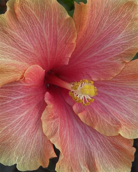 Hannah Harris (@hannahharris___) • Instagram photos and videos