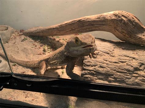 Reptiles looking for forever homes at Idaho Reptile Zoo