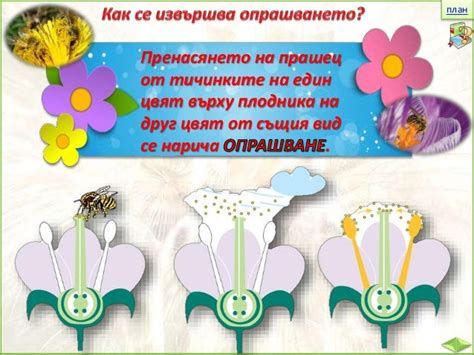 22. Размножаване на растенията - ЧП, 4 клас, Булвест