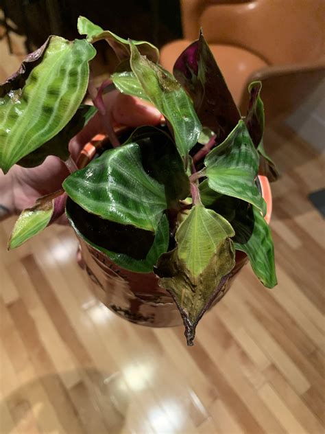 Help me save my geo plant! Just got it 2 weeks ago, kept soil moist