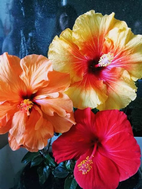Hibiscus infusion: properties, benefits, recipe - Serenity Brew