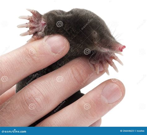 european mole emerging   ground talpa europaea po valley italy