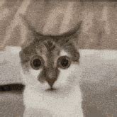 horrified meme gifs tenor
