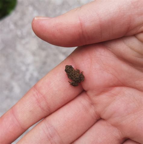 is this an american toad or fowler's toad? : r/frogs