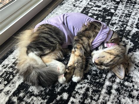 Peachy resting after her spay surgery. So far so good! 🤞🏼 : rCalicoKittys