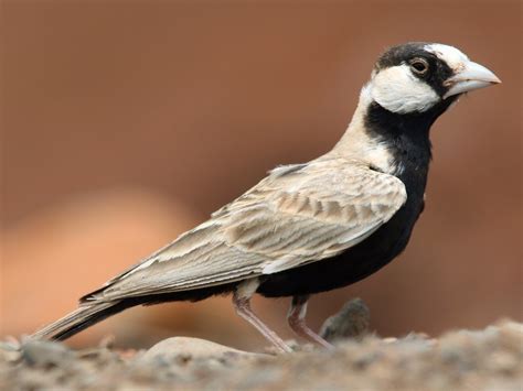 Черноглава врабчова чучулига - eBird
