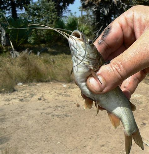 small catfish  dangerous spines  thailand bushguide