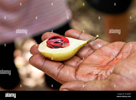 Zanzibar;Africa Organic Spices and Fruit Nutmeg as grown of Zanzibar ...