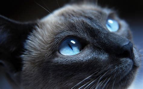 Blue Eyed Cats Wallpapers - Wallpaper Cave