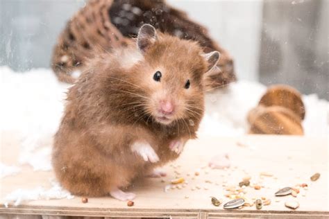 big   hamster cage    research
