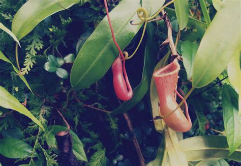 Carnivorous Plant | Copyright-free photo (by M. Vorel) | LibreShot