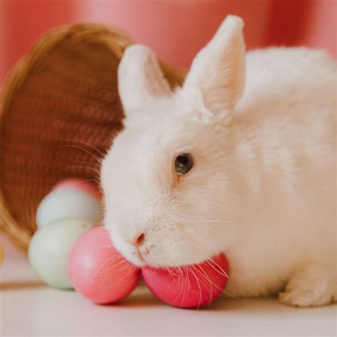 Where to Visit the Easter Bunny in North Jersey | 2023 - Hoboken Girl