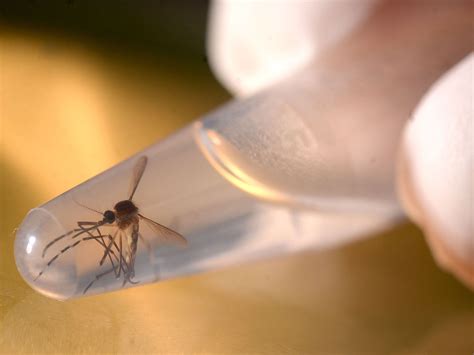 Zika virus cases confirmed in Scotland | The Independent | The Independent