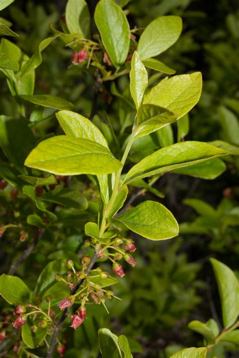 Gaylussacia baccata (Black huckleberry)