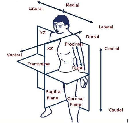 anatomical planes  directions   body