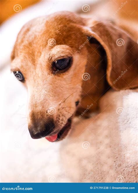 Miniature Dachshund Dog stock photo. Image of breed - 271791238