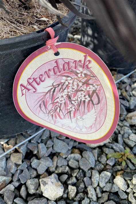 Agonis flexuosa 'After Dark' – Dinsan Nursery