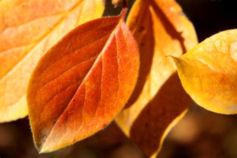 Autumn Leaves Photography
