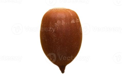 Seed isolated on a transparent background 21332924 PNG
