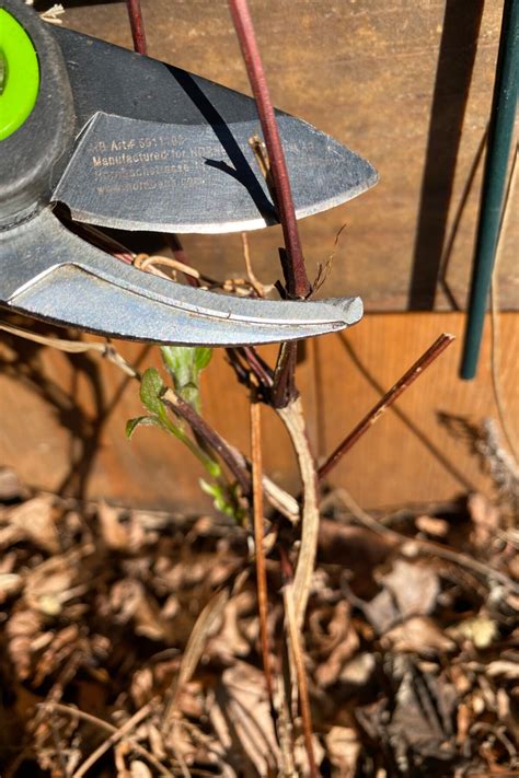 How and when to prune clematis (and how a traffic light makes pruning
