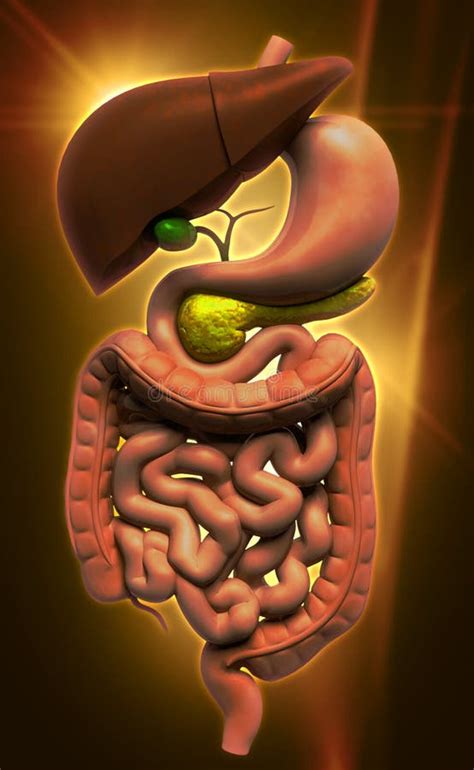 Digital Illustration Of Human Digestive System Stock Illustration ...