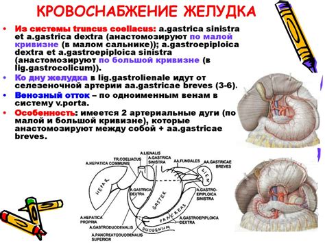 Топографическая анатомия и операции на желудке - презентация онлайн