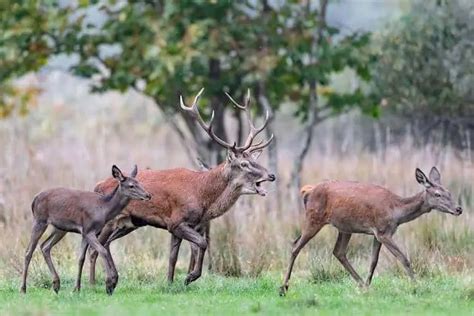 sexual dimorphism   animal kingdom nature roamer