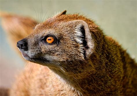 Mongoose Eyes