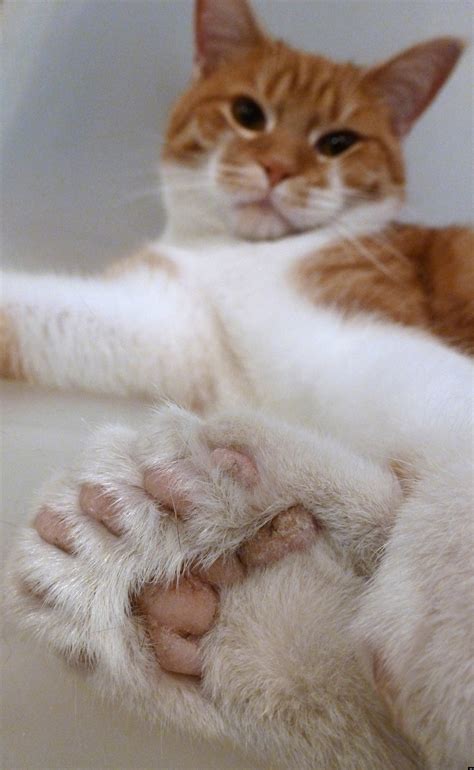 Cats Feet Smell Like Poop at Ben Birtwistle blog