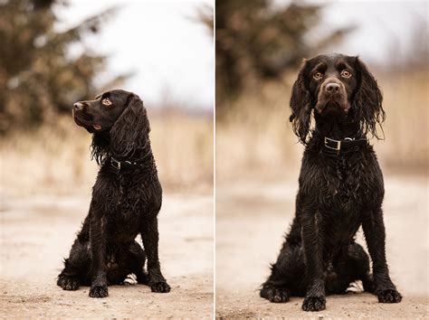 Boykin Spaniel Goes Pheasant Hunting — J.Klein Photos
