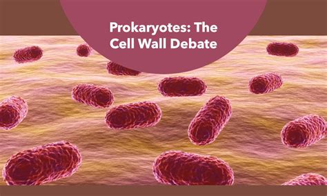Do Prokaryotes Have a Cell Wall | I Love Herbalism
