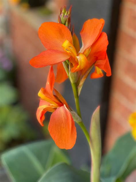 Canna Lily Flower Pictures | Best Flower Site
