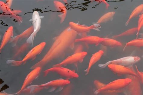 premium photo red carp fish