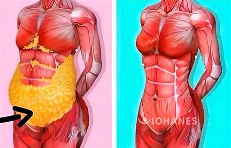 Reduce tu barriga de forma natural en muy poco tiempo con estos ...
