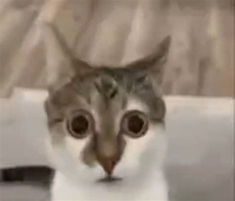 Pin on Cattitude🐈🐈‍⬛ | Shocked cat, Silly cats, Cat memes