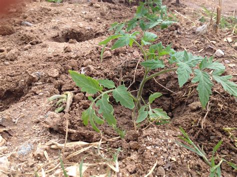 Transplanting Tomatoes | A Garden In The Desert