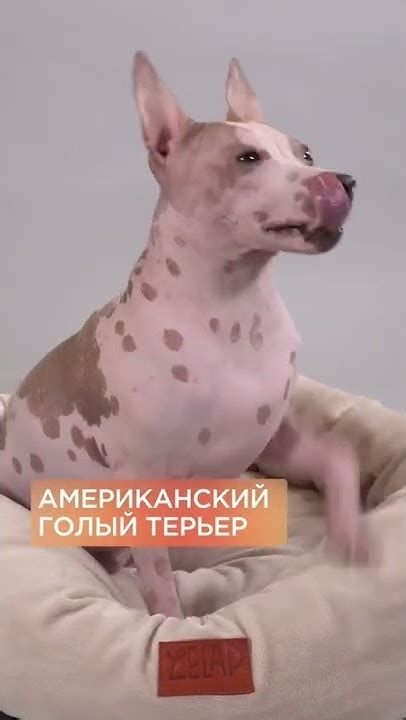 Порода без шерсти vs с шерстью #shorts - YouTube